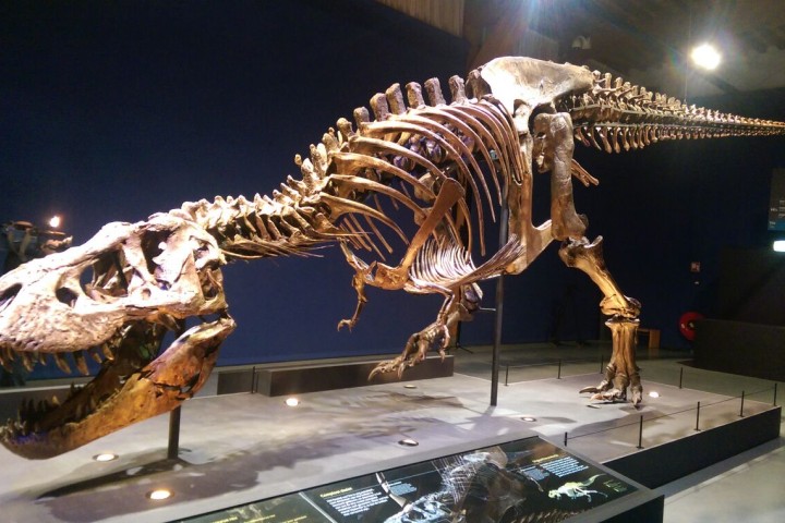 Naturalis